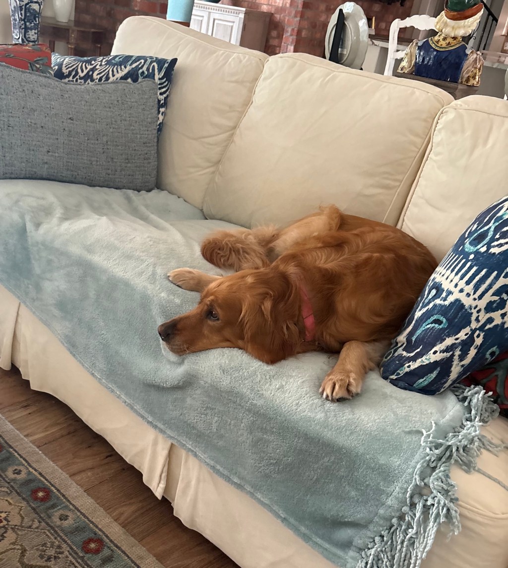 Best Indestructible Dog Toys for Golden Retrievers (That Actually Last)As an Amazon Associate, I earn from qualifying&nbsp;purchases.