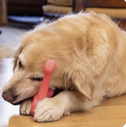 Why Dogs Chew Everything (And How to Stop It Without&nbsp;Stress)